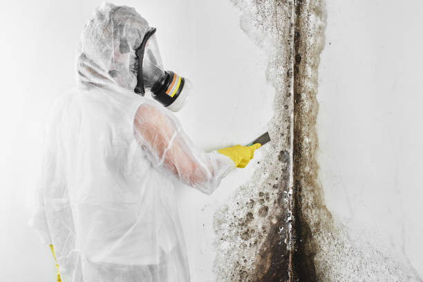 Mold Testing and Removal in Stirling, NJ