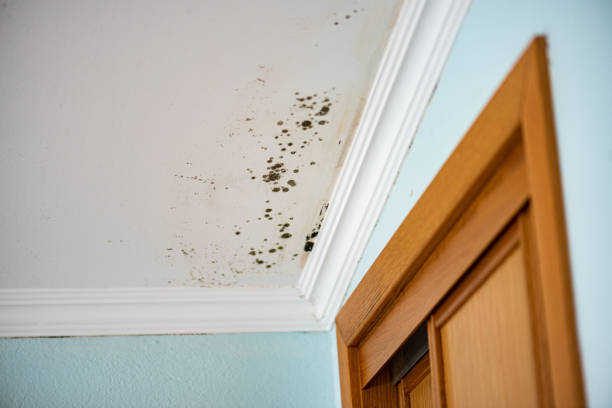 Trusted Stirling, NJ Mold Removal Experts