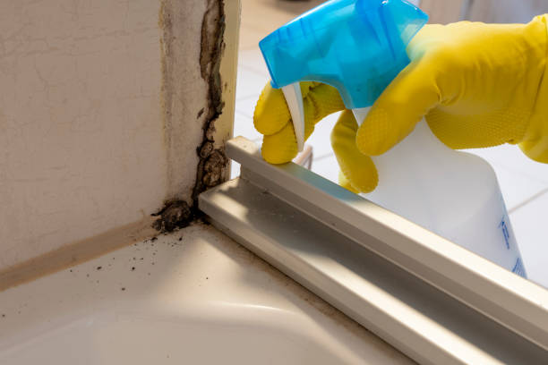Best Mold Remediation Experts  in Stirling, NJ