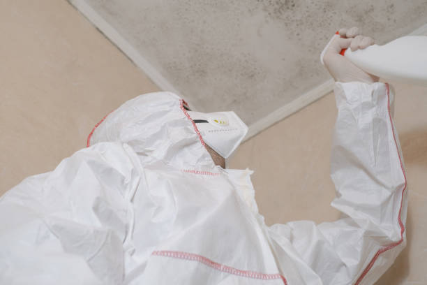 Best Mold Removal Near Me  in Stirling, NJ