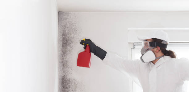 Best Emergency Mold Removal  in Stirling, NJ