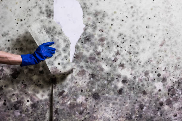 Best Black Mold Removal  in Stirling, NJ