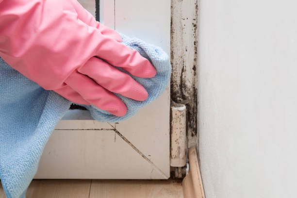 Home Mold Removal in Stirling, NJ