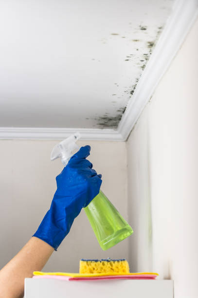 Best Professional Mold Removal  in Stirling, NJ